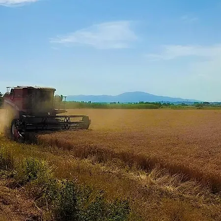 Bright In The Countryside Near Pisa *